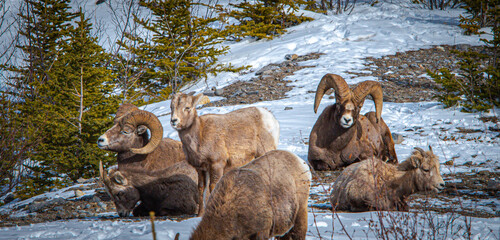 Bighorn sheep in winter - obrazy, fototapety, plakaty