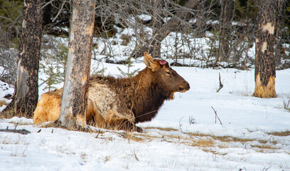 Dropped elk antlers in spring