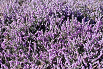 close up of lavender field