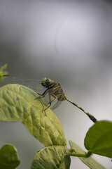 Dragonfly on a leaf with detailed texture