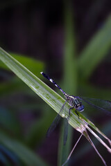 Dragonfly on a leaf with detailed texture