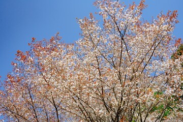 魚見桜