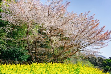 Fototapeta premium 魚見桜