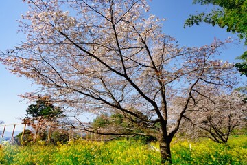 Obraz premium 魚見桜