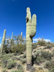 Saguaro Retirement Community