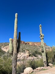 Twin Saguaros