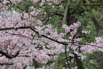 千鳥ヶ淵の桜。国立劇場前の神代曙。