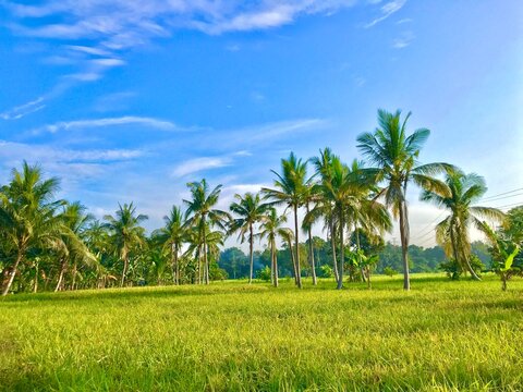 beautiful natural of coconut trees in green rice fields, In the view of the green coconut tree