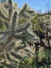 Desert Cholla