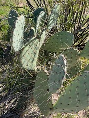 Prickly Pear Plant