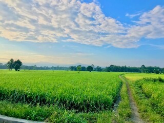 Fototapeta na wymiar Rice field green grass natural view morning