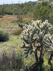 Jumping Cholla