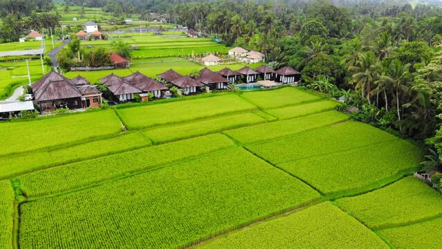 Indonesian huts and rice field, Bali, lush green rural scenery, aerial footage, descending drone.
