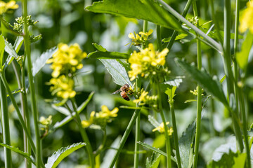 Fototapeta premium yellow flowers on grass