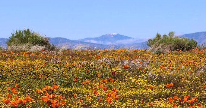 Scenic landscape of Antelope valley in California, 2023 super bloom in the spring time.
