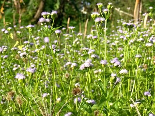 beautiful view of flower white in green bushes natural