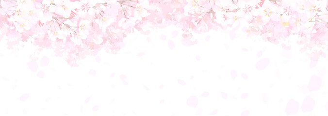 満開の桜　白バック