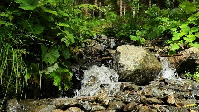 Small forest waterfall. slow motion.flow of water over stones and ferns in a mountain forest. stream of water with drops and splashes. 4k footage
