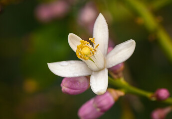 Naklejka na ściany i meble Lemon flowers bloomed in the lemon garden 1