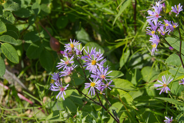 Wild Asters in Bloom in the Summer