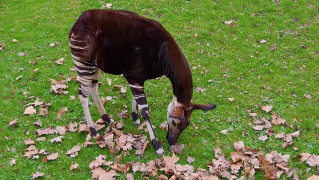 The okapi close-up view. The animal eats grass