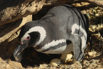 PENGUIN EGGS