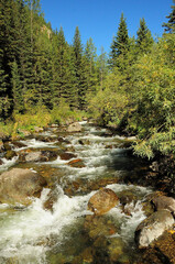 A swift stream of a stormy mountain river flowing through a coniferous forest, bending around stone boulders on its way.