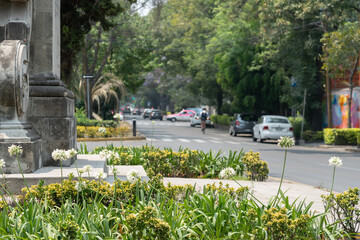 calle bonita de la ciudad de méxico con árboles y arreglos de plantas y poco transitada