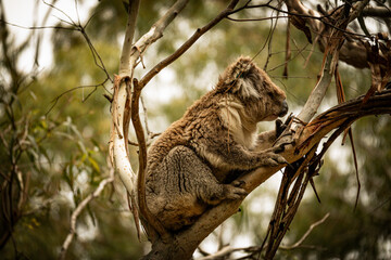 Koala's Eucalyptus Rest