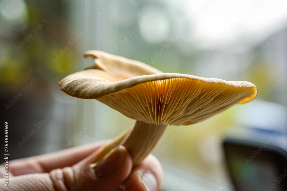Poster mushroom in hand. backdrop with selective focus and copy space
