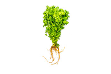 Bunch of fresh coriander leaves and root over white background