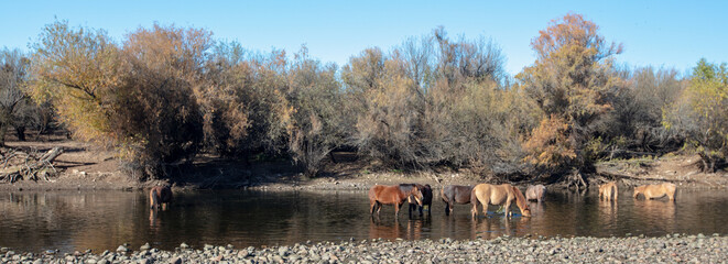 Small herd of wild horses feeding in the Salt River near Mesa Arizona United States