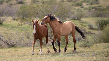 Wild horse stallions facing off before fighting in the Salt River wild horse management area near...