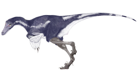サウロニトイデス　白亜紀後期のトロ―ドン科の優等生　小型、敏捷、優れた視力を持つ捕食者 - obrazy, fototapety, plakaty