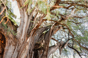 Árbol del Tule (Tree of Tule) the world widest tree trunk in Oaxaca Mexico