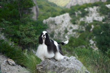 Naklejka na ściany i meble A bi-colored dog atop a mountain trail. The Spaniel looks back with windswept fur, a moment of adventure captured