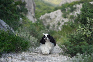 Naklejka na ściany i meble Cocker Spaniel dog lounges on a rocky hiking trail. Its distinct black and white coat contrasts with the muted greens of the landscape