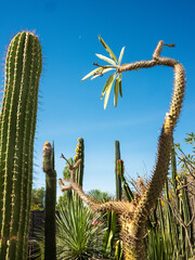 Cacti in botanical garden against blue sky