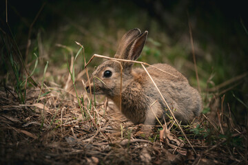 Foraging Rabbit at Dusk