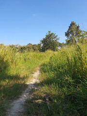 beautiful scenery of the forest