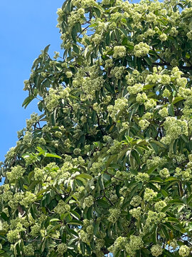 Alstonia scholaris tree in nature garden