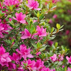 pink flowers in the garden in Spring