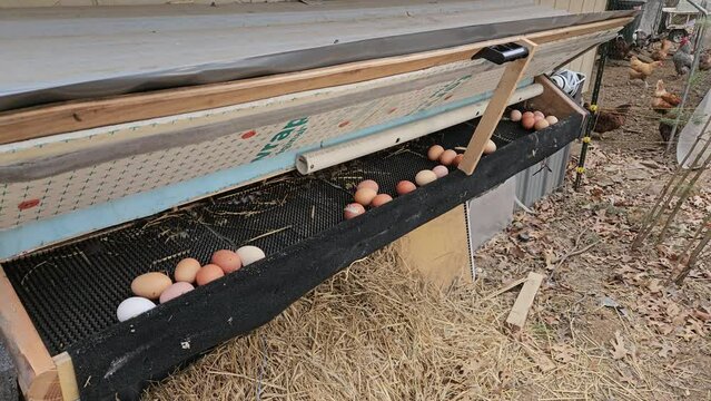 Using long narrow stick to unstuck eggs in nest to let the roll down into holder after being freshly laid by cage free organic hens.