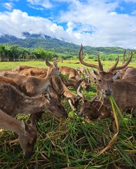 A herd of deer grazing and eating green forage at Ocampo Deer farm in Camarines Sur, Philippines.