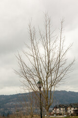 tree on the hill