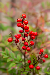 red berries on a bush