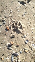 footsteps on the sand