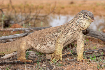 Australian Yellow-spotted Monitor or Goanna