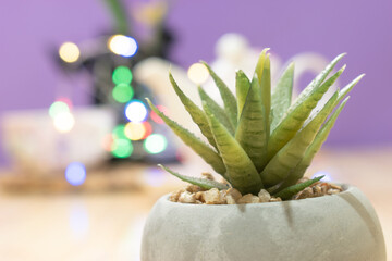 plant, cactus, pot, flower, nature, green, tree, leaf, christmas, aloe, isolated, succulent,...