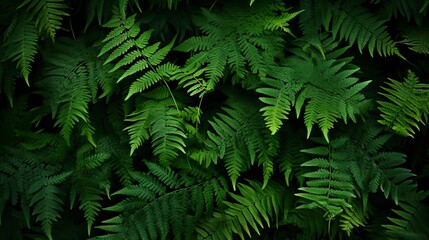 Obraz premium leafy green fern background
